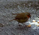 comp_DSC00704.webp