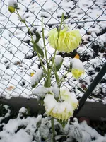 CIMG1615.webp
