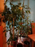Paprika drinnen.webp