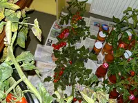 BILD2741.webp