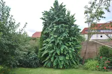 Lebkuchenbaum Aug. 2010.webp