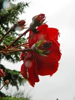 013.webp