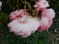 044.webp
