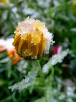 049.webp