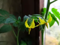 tomato_cerise.webp