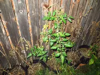 tomato_licobello_f1.webp