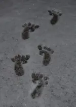 die ersten Schritte im Schnee.webp