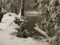 Enten.webp