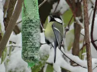 Kohlmeise1.webp