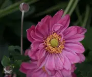 Herbstanemone rosa.webp