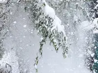 Schnee2.webp