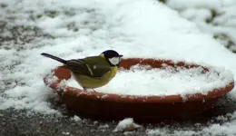 comp_DSC00796.webp