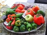 BILD0020.webp