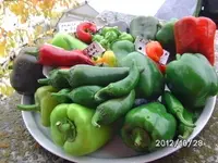 BILD0024.webp