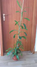 IMAG0669.webp