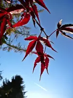 P1080856.webp