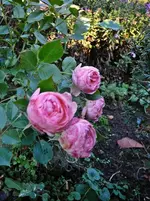 Rose Artemis f.webp
