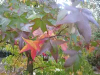 013.webp