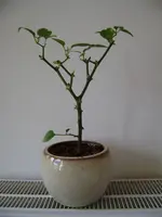 bonchi 005.webp