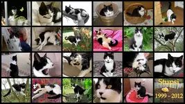 Stupsi 1999 -2012.webp