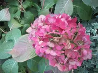 Bild 2236.webp