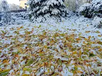Das Laub fällt_030.webp