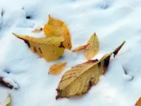 Das Laub fällt_032.webp
