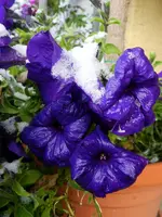 Betunie_169.webp