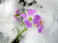 Blümchen_123.webp