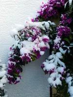 Drillingsblume_003.webp