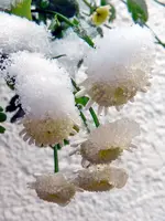 Hemdknöpfchen_220.webp
