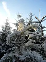 SAM_0991.webp