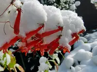 Kapfuchsie_079.webp