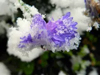 Kornblume_129.webp