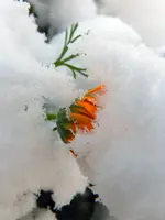 Ringelblume_133.webp