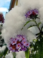 Sommerflieder_195.webp