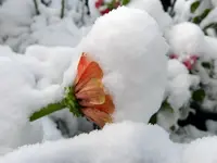 Zinien_126.webp