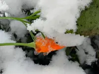 Mohn_083.webp