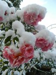 Rosen-erster Schnee_102.JPG