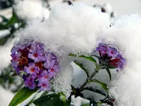 Sommerflieder_200.webp