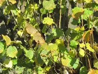 Bild 2245.webp