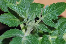DSC_9723.2.webp