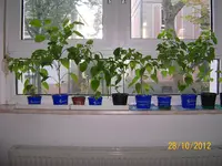 ErkerChiliPap 100_1227 (Large).webp