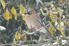 2012_1029Herbst0024.webp