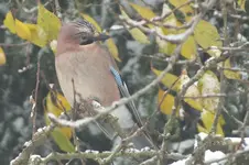 2012_1029Herbst0030.webp