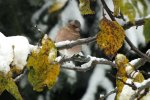 2012_1029Herbst0012 nchd. buchf.jpg