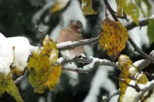 2012_1029Herbst0012 nchd. buchf.webp
