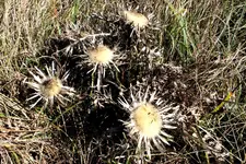 2012_1025Herbst0041 d.webp