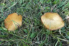 2012_1025Herbst0023.webp