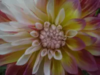 CIMG6972.webp